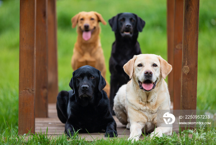 四只不同颜色的拉布拉多寻回犬