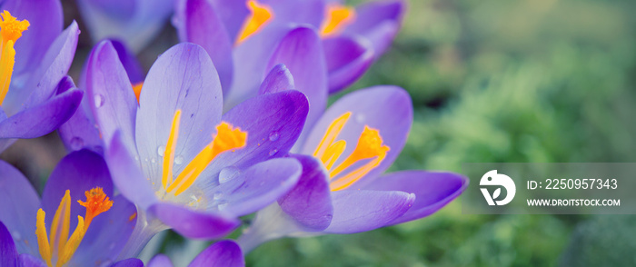 Group of purple crocus under the bright sun in spring garden.