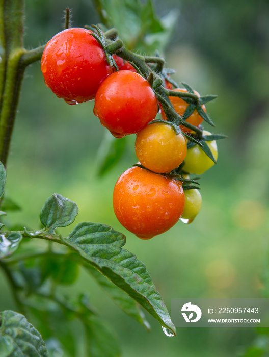 带水滴的樱桃番茄，家庭花园
