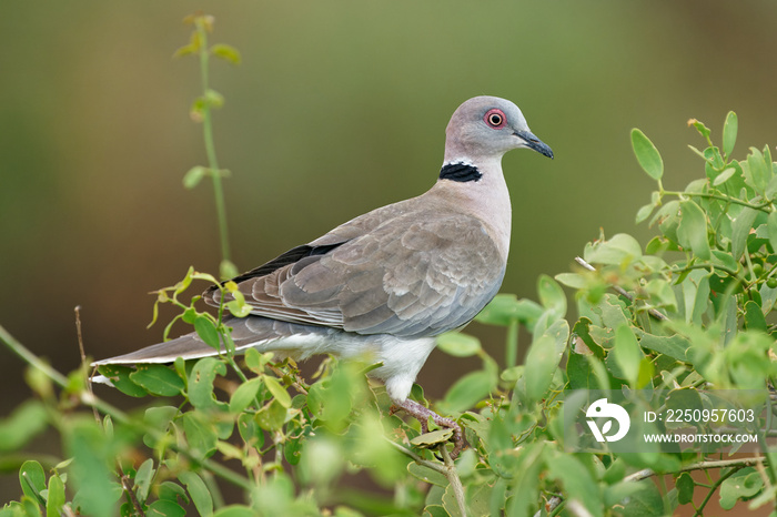 Mourning Collared-dove - Streptopelia decipiens or African mourning dove is a dove widespread reside