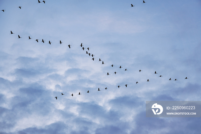 鹤在天空中列队移动。Darss上的候鸟。