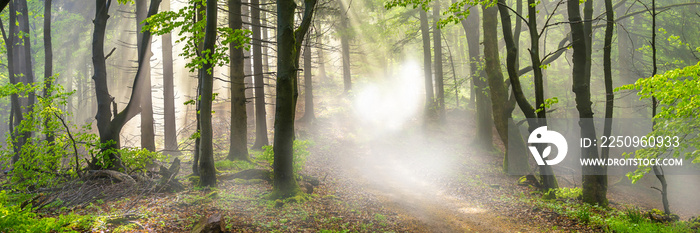 Panorama of a forest in morning mist