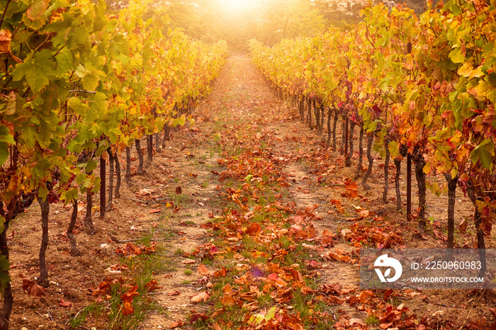 A vineyard in Provence in October, with diffused sunlight and golden tones.