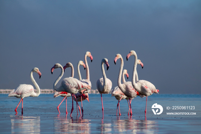 野生非洲鸟类。成群的粉红色非洲火烈鸟在松鸡的蓝色泻湖周围漫步