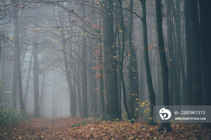 Forest in fog with mist. Fairy spooky looking woods in a misty day. Cold foggy morning in horror for