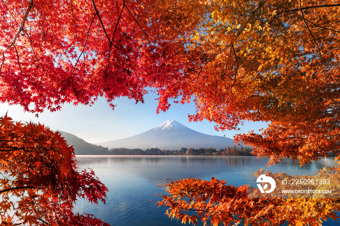 秋天的落叶和山梨县富士河谷町附近的富士山。日本的树木
1054924595,商人使用数字人工智能文本全息图3D渲染