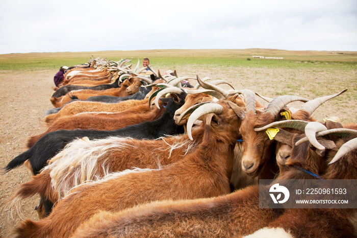 Herd of goats on field