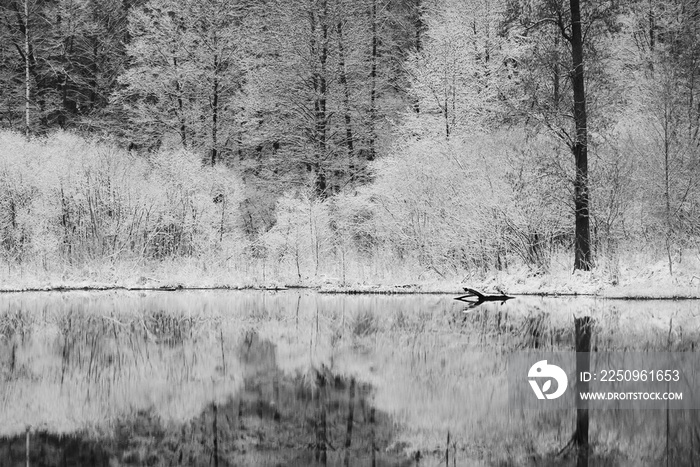 Winter landscape with a pond.