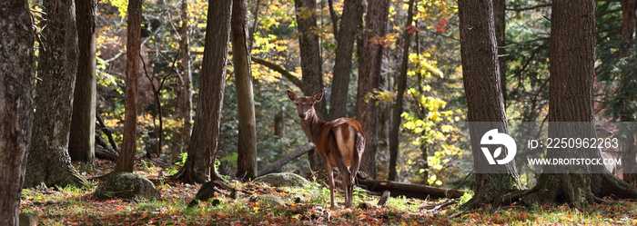 red deer in forest during autumn