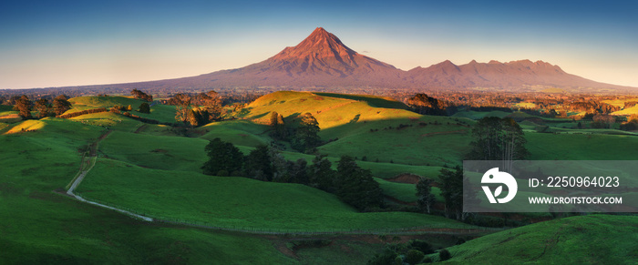 Mount Taranaki under the blue sky with grass field and cows as a foreground in the Egmont National P