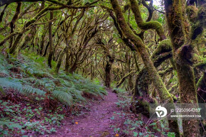 Laurisilva rainforest at Garajonay national park at La Gomera, Canary Islands, Spain