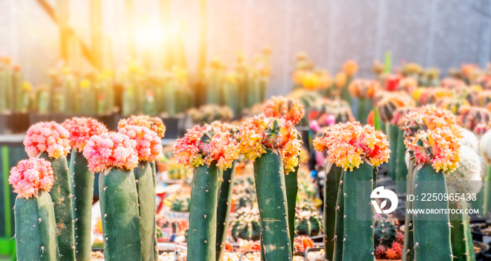 cactus, sugar palm leaf for decoration, plant and tree in the garden