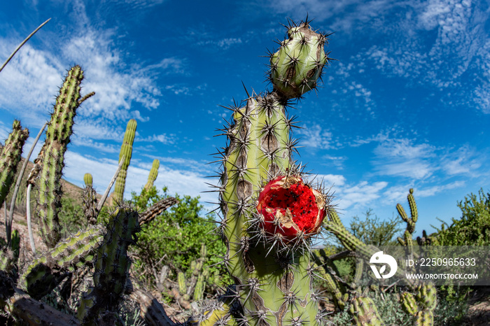 baja california sur giant cactus in desert