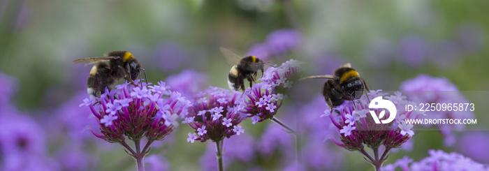 花园花朵上的大黄蜂-微距照片