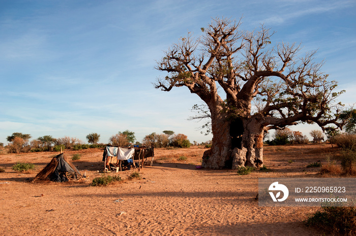 Baobab africano