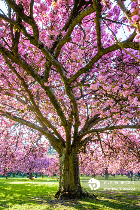 在一个阳光明媚的春天下午，从草地上一棵盛开的日本樱花树的下面看，