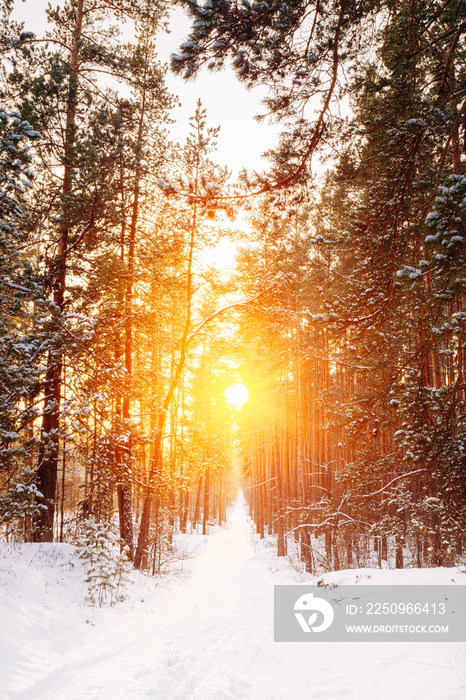 令人惊叹的美丽日落日出阳光在阳光明媚的冬天sn
