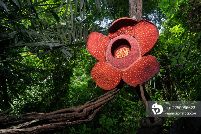 稀有Rafflesia Arnoldii