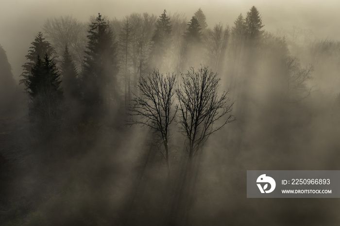 Aerial beautiful view of the misty and cloudy forest in the park