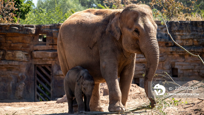 A female Asian Elephant with her calf