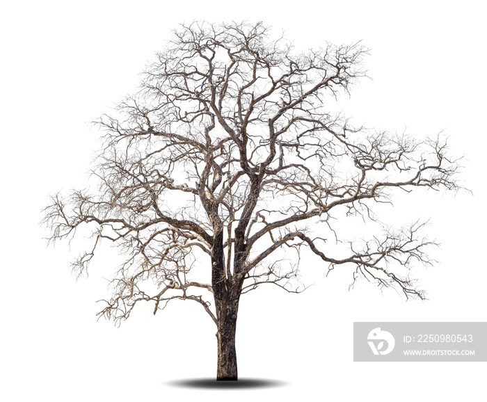 Dead tree isolated on white background.