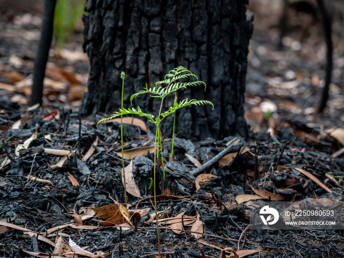 Fern Regrowing after Bushfire