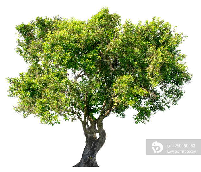 The tree is completely separated from the white ba background Scientific name Dipterocarpus alatus