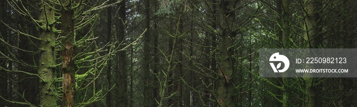 Dark forest scene. Mighty evergreen pine and spruce trees. Ardrishaig,  Loch Fyne, Crinan Canal, Arg