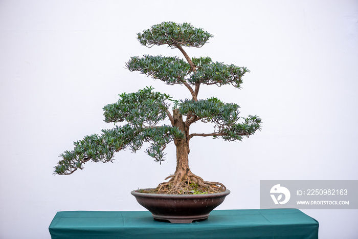 Bonsai pine tree against white wall in China