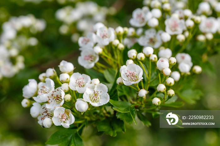 Rama de majuelo con flores, pétalos blancos. Crataegus monogyna. Espino Albar o Blanco.