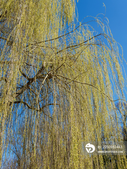 Salix alba Tristis | Saule pleureur doré à couronne arrondie aux rameaux minces retombant sous un 