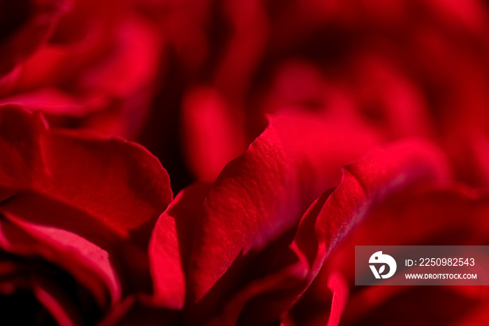 Rosenblätter Rote Rose Makro Blüte Nahaufnahme Liebe Symbol Blütenblätter weich Farbe Erotik Sinnlic