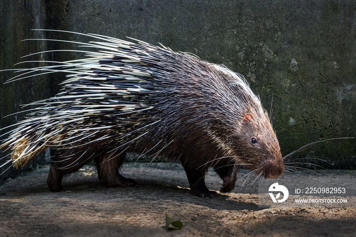 Malayan porcupine, Himalayan porcupine,  (Hystrix brachyura).