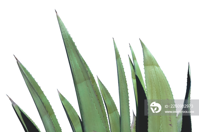 Pointes de feuilles d’agave sur fond blanc