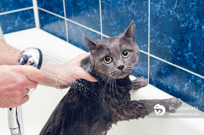 在浴室里给一只灰猫洗澡