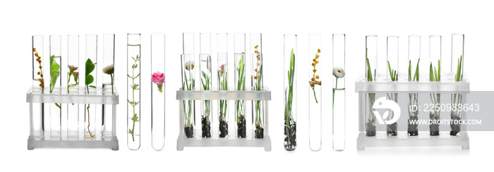 Laboratory test tubes with plants on white background