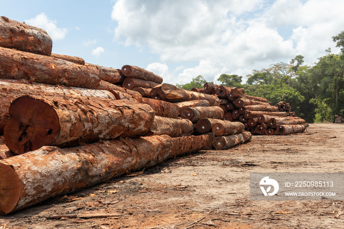 Storage yard with piles of wood logs legally extracted from an area of ​​brazilian amazon rainforest