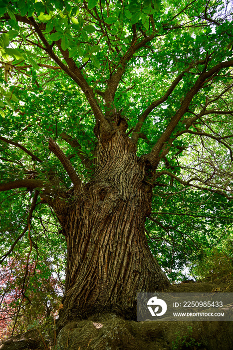 Mighty old chestnut tree along the hiking trail to Tajo Cortés waterfall, Las Alpujarras, Sierra Nev