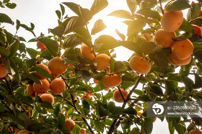 Yellow persimmon hanging on tree branches