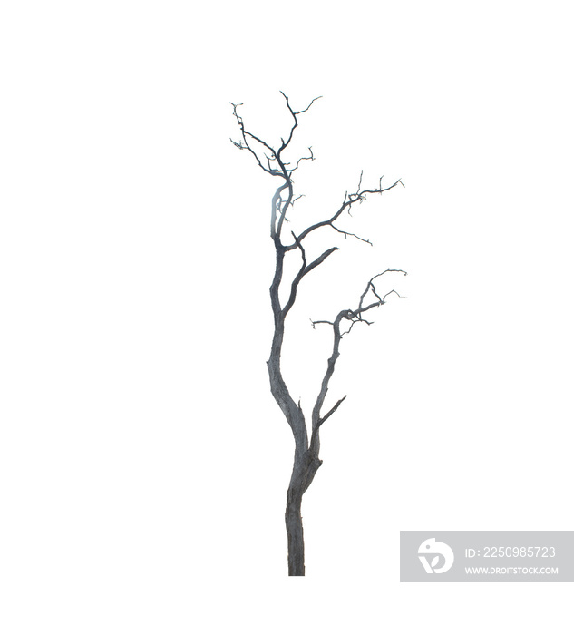 Dead tree isolated on white background