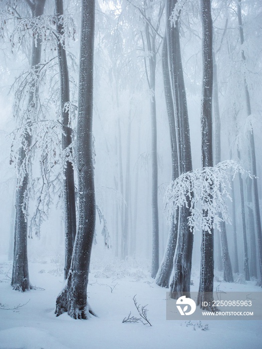 Misty forest trees in the winter forest