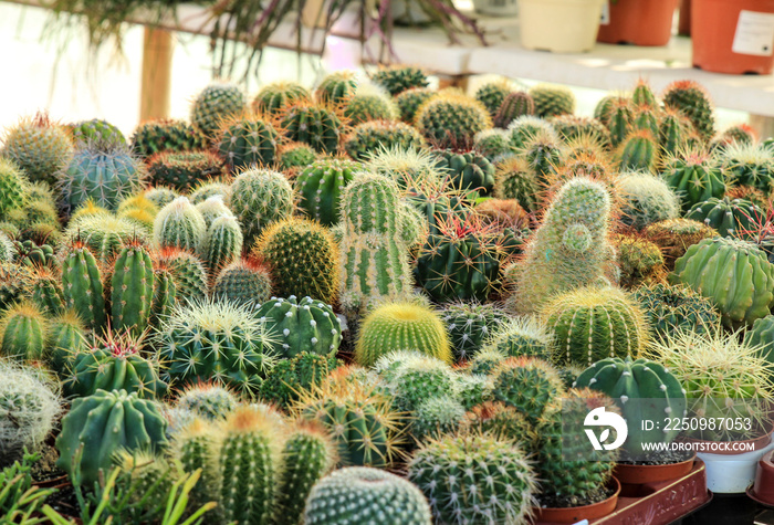 Pots of different kind of cactus for sale