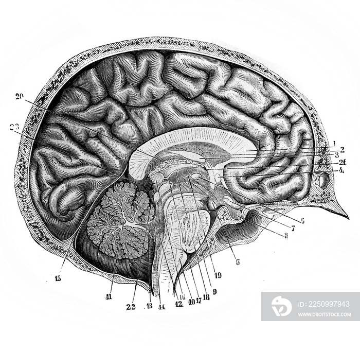 Brain from the side in the old book DAnatomie Chirurgicale, by B. Anger, 1869, Paris