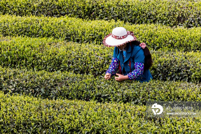 茶园湖北恩施中国