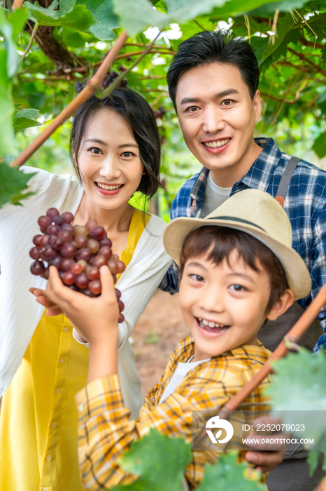 年轻家庭在果园采摘葡萄