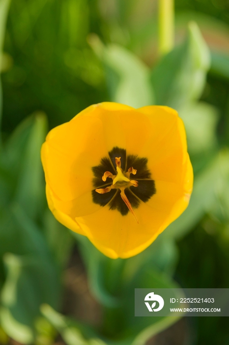 北京中山公园内的鲜花