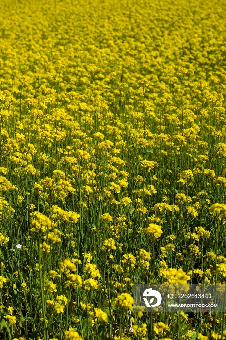 青海省油菜花