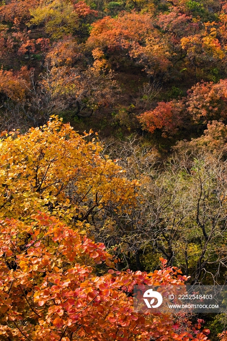 香山