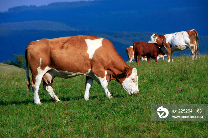 Simmental cattle herd on the pasture, Germany