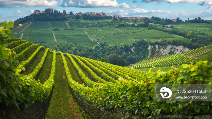 Langhe vineyards panorama, near Barolo, Unesco Site, Piedmont, Northern Italy Europe